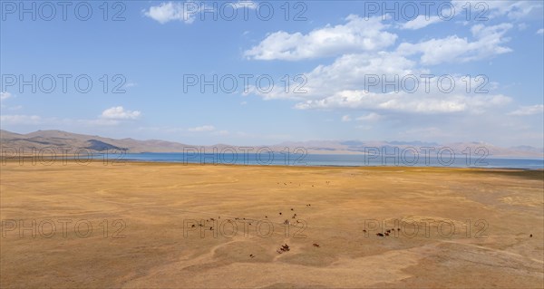 Herd of horses, Aerial view, Vast empty landscape at the mountain lake Song Kul in autumn, Moldo Too Mountains, Naryn region, Kyrgyzstan, Asia