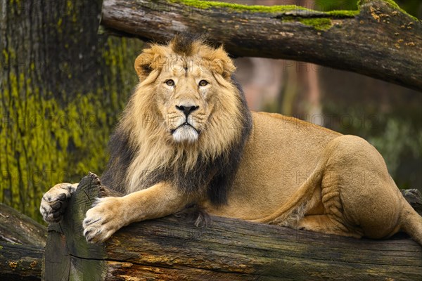 Asiatic lion (Panthera leo persica) male lying on a tree trunk, captive, habitat in India