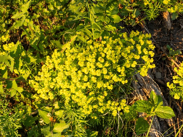 Cypress Spurge (Euphorbia cyparissias), Leoben, Styria, Austria, Europe