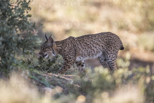 Iberian lynx young animal, Iberian lynx (Lynx pardinus), Extremadura, Castilla La Mancha, Spain, Europe