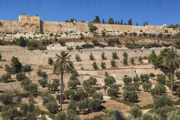 Cemetery with olive trees and fortified stone wall with Golden Gate, Old City of Jerusalem, Israel, Asia