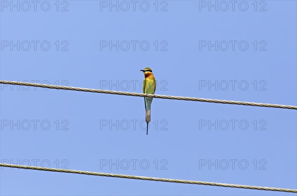 Blue-tailed bee-eater (Merops philippinus) against a blue sky, backwaters, Kumarakom, Kerala, India, Asia