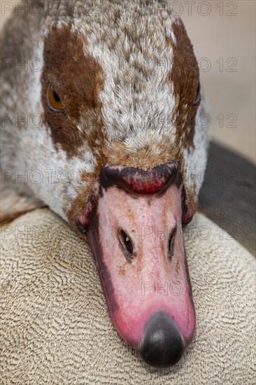 Egyptian geese (Alopochen aegyptiaca), head, portrait, on the banks of the Main, Offenbach am Main, Hesse, Germany, Europe