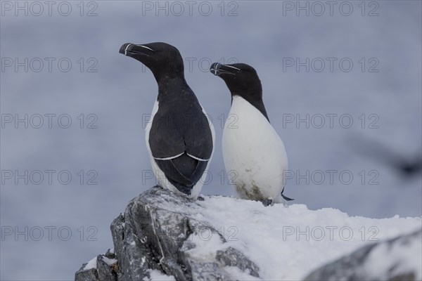 Razorbill (Alca torda), pair, in the snow, Hornoya, Hornoya, Varangerfjord, Finmark, Northern Norway