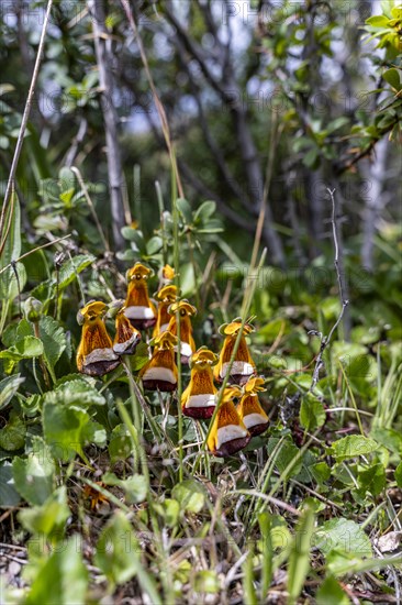 Sand Ladys Slipper (Calceolaria uniflora), Torres de Paine, Magallanes and Chilean Antarctica, Chile, South America