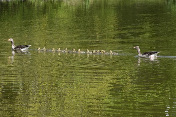 Greylag geese with goslings, spring, Germany, Europe