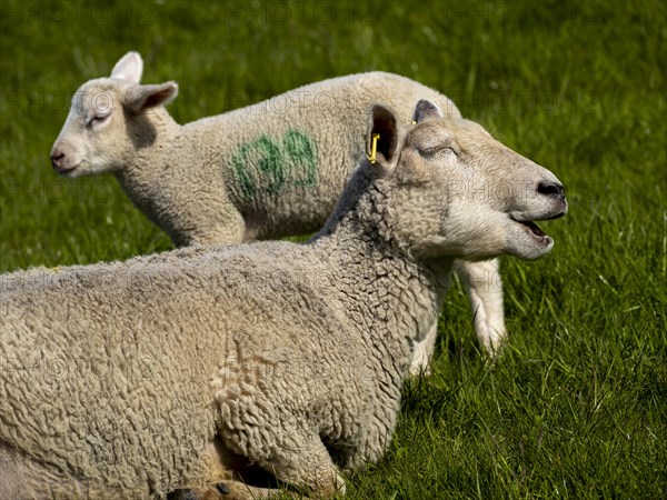 A sheep and a lamb on the dyke at the natural beach Hilgenriedersiel on the North Sea coast, Hilgenriedersiel, East Frisia, Lower Saxony, Germany, Europe