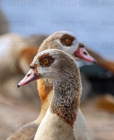 Egyptian geese (Alopochen aegyptiaca) on the River Main, Offenbach am Main, Hesse, Germany, Europe