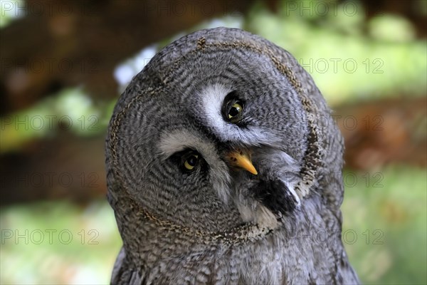 Great grey owl (Strix nebulosa), adult, portrait, alert, captive, Germany, Europe