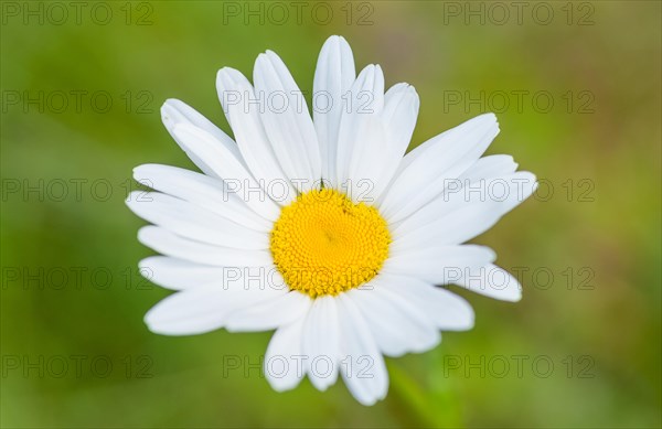 Fresh marguerite, meagre meadow marguerite (Leucanthemum vulgare) (synonym: Chrysanthemum leucanthemum), also known as meadow rampion, meadow marguerite or early marguerite blooms with white petals and a yellow flower head in the shape of a heart, blurred green background, a small unevenness, injury, change, deviation, peculiarity makes the flower basket appear like a symbol of love, concept also for disability, impairment, lovable, participation, Lower Saxony, Germany, Europe