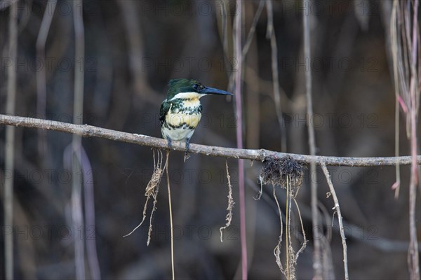 Green Kingfisher (Chloroceryle americana) Pantanal Brazil