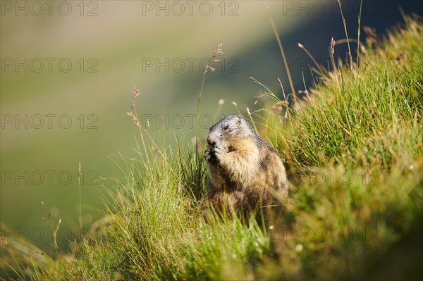 Alpine marmot (Marmota marmota) youngster on a meadow in summer, Grossglockner, High Tauern National Park, Austria, Europe