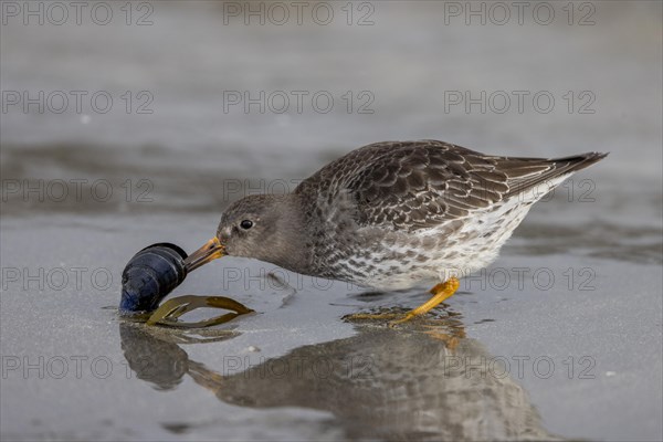 Purple Sandpiper (Calidris maritima), opens a Bivalve, Varangerfjord, Northern Norway