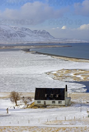 Abandoned house in front of a wide Beech, winter landscape, Skagafjoerour, Norourland vestra, Iceland, Europe