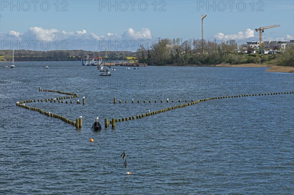 Herringszaun, Oat, Kappeln, Schlei, Schleswig-Holstein, Germany, Europe