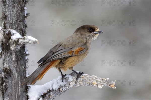 Siberian jay (Perisoreus infaustus), in the snow, Kaamanen, Finland, Europe