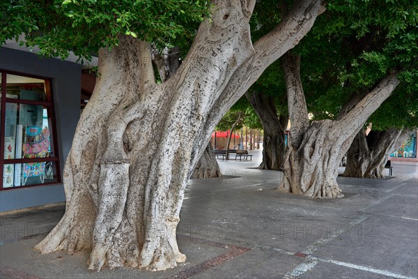 Old, massive trees in the Plaza de la Constitucion, gajumaru (Ficus microcarpa), also known as Laurel fig or Indian Laurel, San Sebastian de la Gomera, La Gomera, Canary Islands, Spain, Europe