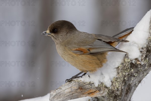 Siberian jay (Perisoreus infaustus), in the snow, Kaamanen, Finland, Europe