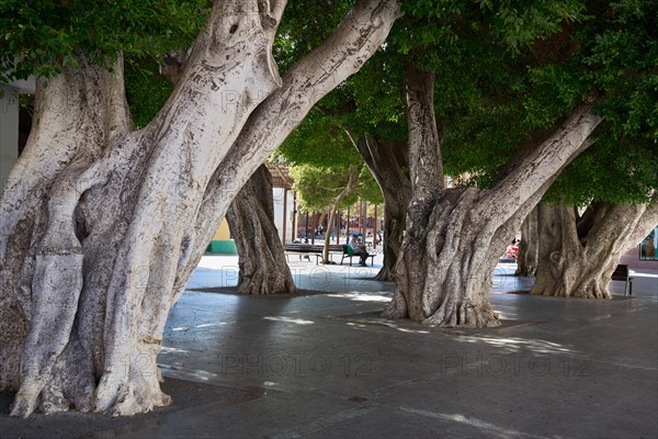 Old, massive trees in the Plaza de la Constitucion, gajumaru (Ficus microcarpa), also known as Laurel fig or Indian Laurel, San Sebastian de la Gomera, La Gomera, Canary Islands, Spain, Europe