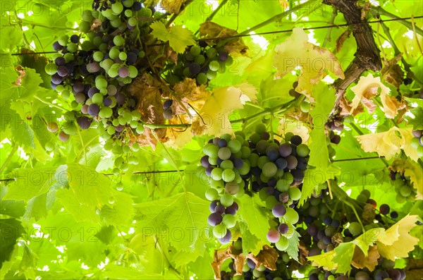 Beautiful vine of European grapes in Uruguayan winery in Canelos region. Moscato grapes