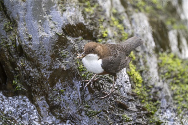 White-throated Dipper (Cinclus cinclus), at a torrent with larvae in its beak, Rhineland-Palatinate, Germany, Europe