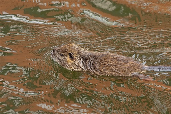 Nutria (Myocastor coypus) young animal swimming, Wilhelmsburg, Hamburg, Germany, Europe