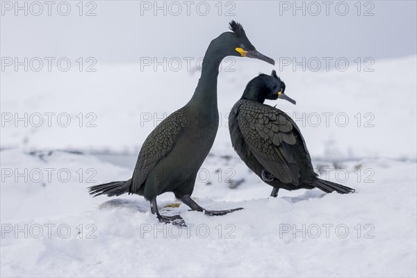 Common shag (Phalacrocorax aristotelis), pair, plumage, winter, in the snow, Hornoya, Hornoya, Varangerfjord, Finmark, Northern Norway