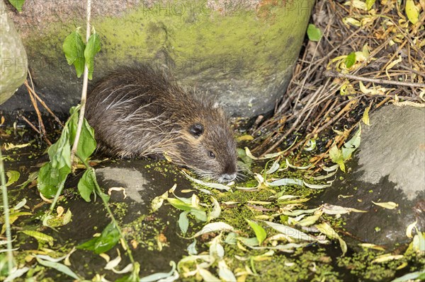 Nutria (Myocastor coypus) young animal, Wilhelmsburg, Hamburg, Germany, Europe