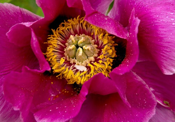 Blossom of a shrub peony (Paeonia), Witten, North Rhine-Westphalia, Germany, Europe