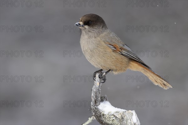 Siberian jay (Perisoreus infaustus), in the snow, Kaamanen, Finland, Europe