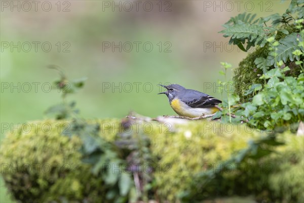 Grey wagtail (Motacilla cinerea), calling, Rhineland-Palatinate, Germany, Europe