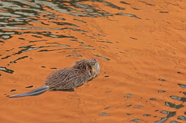 Nutria (Myocastor coypus) young animal swimming, Wilhelmsburg, Hamburg, Germany, Europe