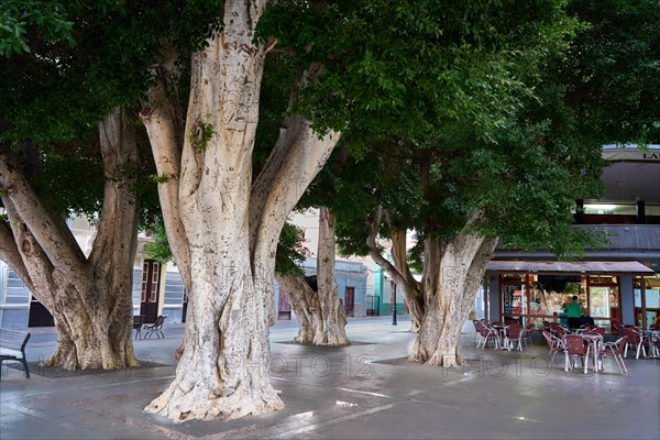 Old, massive trees in the Plaza de la Constitucion, gajumaru (Ficus microcarpa), also known as Laurel fig or Indian Laurel, street cafe, San Sebastian de la Gomera, La Gomera, Canary Islands, Spain, Europe