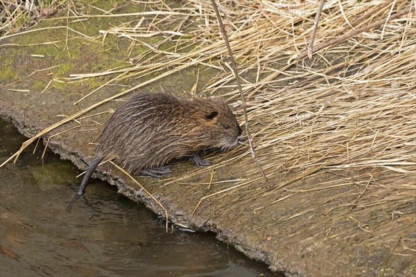 Nutria (Myocastor coypus) young animal, Wilhelmsburg, Hamburg, Germany, Europe