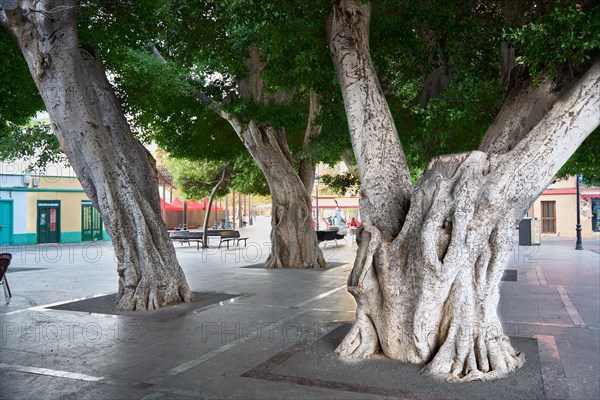 Old, massive trees in the Plaza de la Constitucion, gajumaru (Ficus microcarpa), also known as Laurel fig or Indian Laurel, San Sebastian de la Gomera, La Gomera, Canary Islands, Spain, Europe