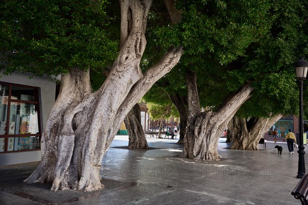 Old, massive trees in the Plaza de la Constitucion, gajumaru (Ficus microcarpa), also known as Laurel fig or Indian Laurel, San Sebastian de la Gomera, La Gomera, Canary Islands, Spain, Europe