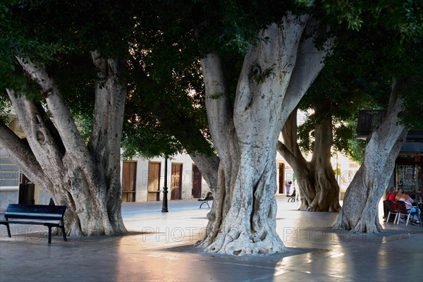 Old, massive trees in the Plaza de la Constitucion, gajumaru (Ficus microcarpa), also known as Laurel fig or Indian Laurel, San Sebastian de la Gomera, La Gomera, Canary Islands, Spain, Europe