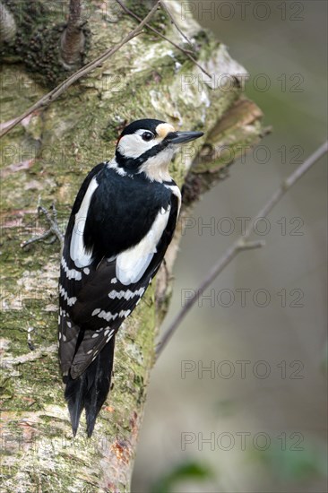 Great spotted woodpecker (Dendrocopos major), adult male, Dingdener Heide nature reserve, North Rhine-Westphalia, Germany, Europe