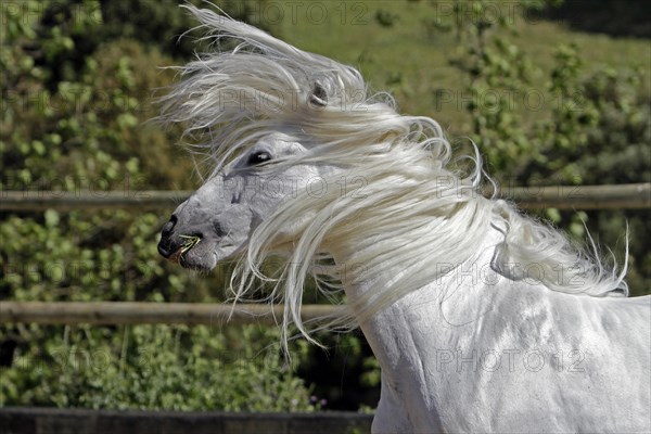 Andalusian, Andalusian horse, Antequera, Andalusia, Spain, Europe