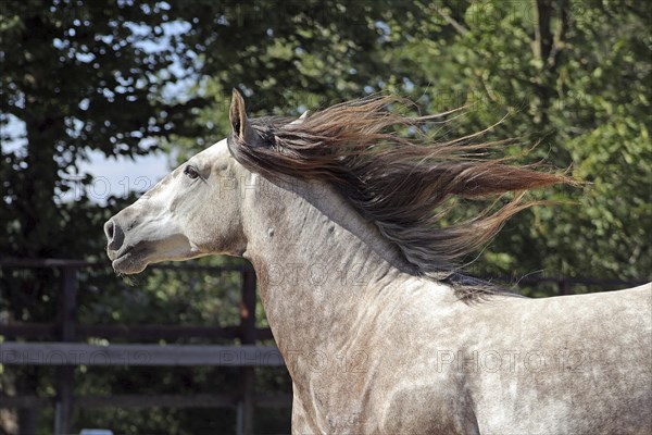 Andalusian, Andalusian horse