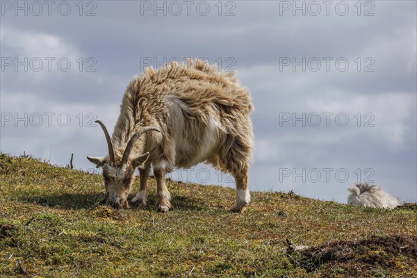 A sheep eats grass in a pasture under a slightly cloudy sky, another sheep lies in the background, grazing goats in a heath landscape in springtime