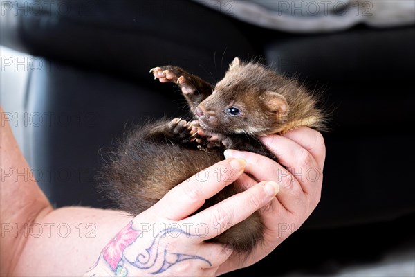 Beech marten (Martes foina), practical animal welfare, young animal is examined after arrival at a wildlife rescue centre, North Rhine-Westphalia, Germany, Europe