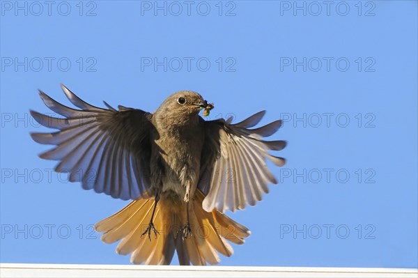 A redstart (Phoenicurus ochruros), female, flies with outstretched wings against a blue sky and holds insects in her beak. Dynamic nature photograph, Hesse, Germany, Europe