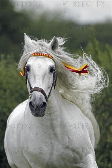 Andalusian, Andalusian horse, Spaniard