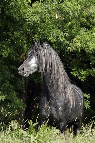 Andalusian, Andalusian horse