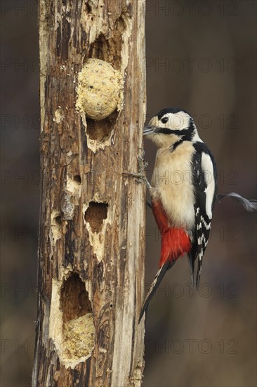 Great spotted woodpecker (Dendrocopos major) at the winter feeder, Allgaeu, Bavaria, Germany, Europe