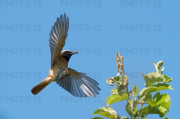 A redstart (Phoenicurus phoenicurus), male, with an insect in its beak, flying skilfully against a bright blue background, Hesse, Germany, Europe