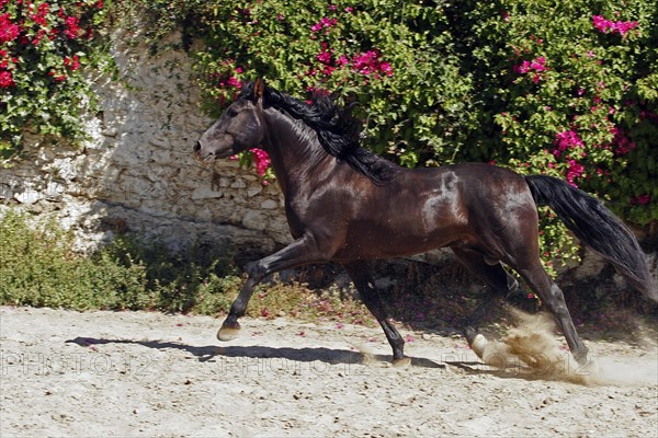 Andalusian, Andalusian horse, Antequera, Andalusia, Spain, Europe