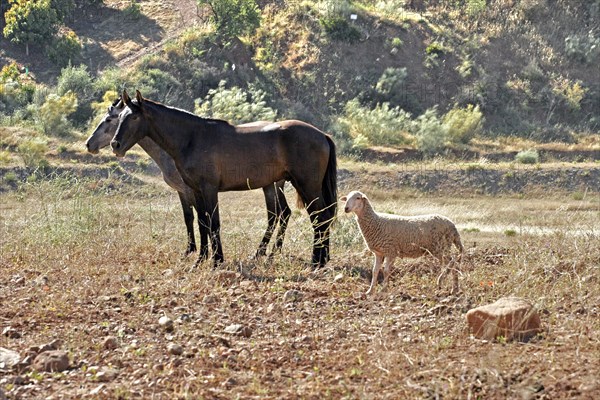 Andalusian, Andalusian horse, Antequerra, Andalusia, Spain, herd with sheep, Europe