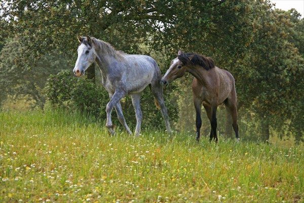 Andalusian, Andalusian horse, Antequerra, Andalusia, Spain, Europe